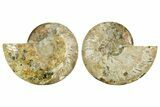 Cut & Polished Crystal-Filled Ammonite Fossil - Madagascar #362379-1